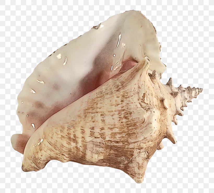 Snail Cartoon, PNG, 2402x2163px, Conchology, Bivalve, Cockle, Conch, Jaw Download Free