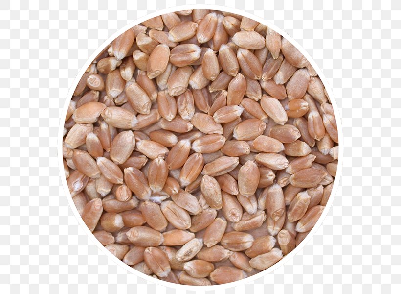 Sprouted Wheat Cereal Canada Seed Whole Grain, PNG, 600x600px, Sprouted Wheat, Canada, Canola, Cereal, Cereal Germ Download Free