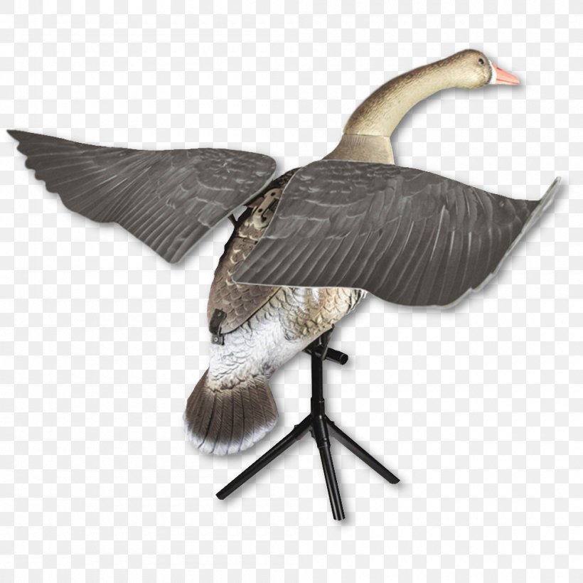 Swan Goose Duck Mallard Decoy, PNG, 1000x1000px, Goose, Anseriformes, Beak, Bird, Canada Goose Download Free