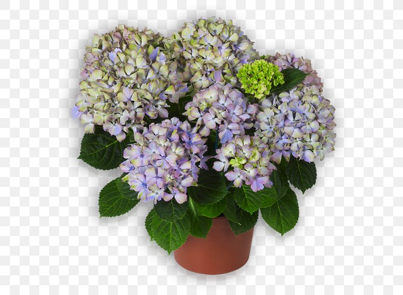Tea Of Heaven Lilac Flowerpot Annual Plant Hydrangea, PNG, 600x600px, Tea Of Heaven, Annual Plant, Cornales, Flower, Flowering Plant Download Free