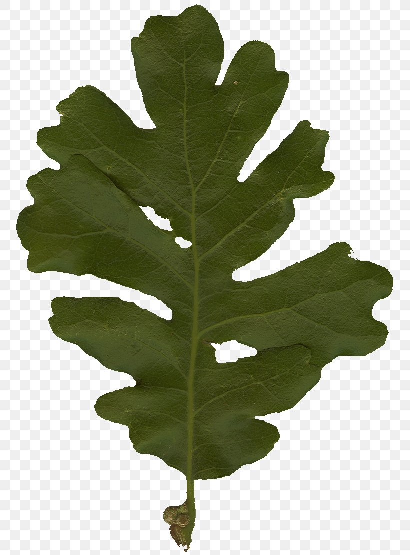 Tree Plant Leaf, PNG, 764x1110px, Tree, Leaf, Plant Download Free