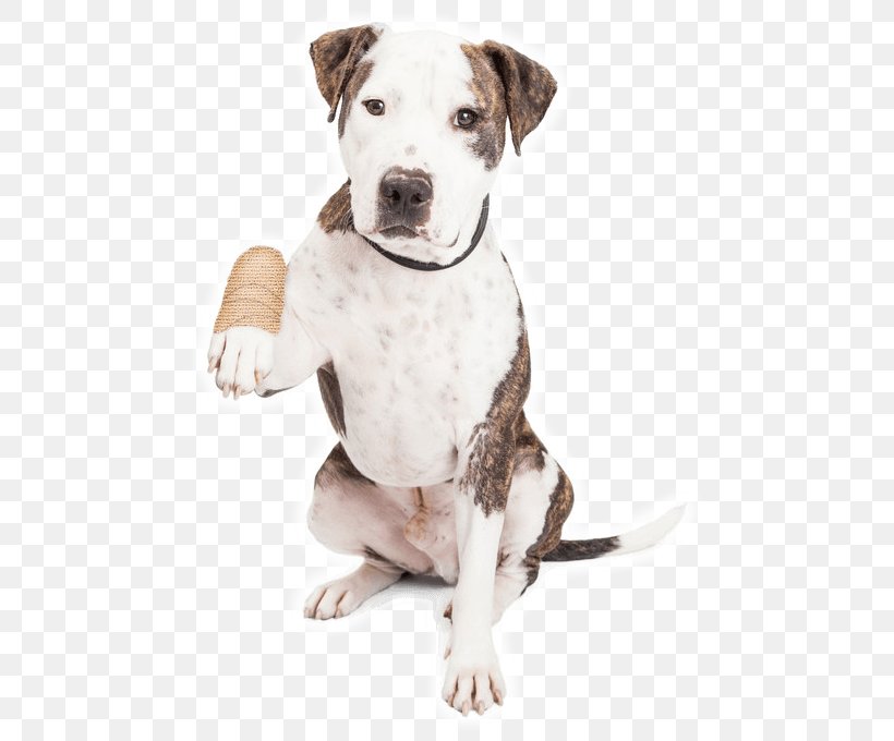 Dog Animal Shelter Animal Rescue Group Pet Adoption, PNG, 489x680px, Dog, Adoption, American Bulldog, Animal, Animal Control And Welfare Service Download Free