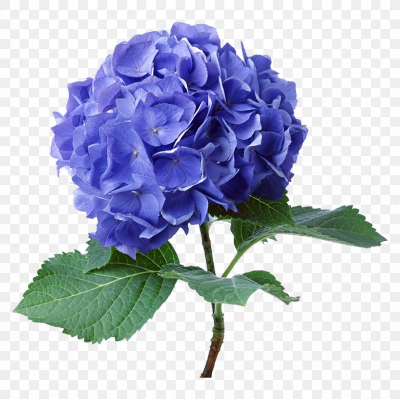 French Hydrangea Plants Clip Art Seed Flower, PNG, 2362x2362px, French Hydrangea, Annual Plant, Blue, Blue Rose, Cornales Download Free