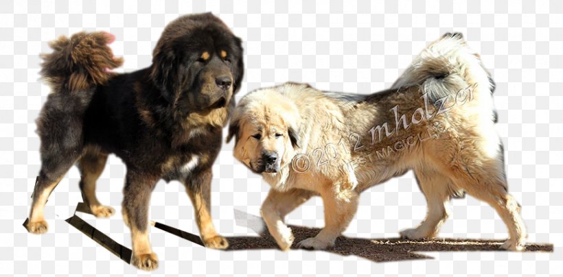 Giant Dog Breed Tibetan Mastiff English Mastiff, PNG, 868x428px, Dog Breed, Breed, Carnivoran, Crossbreed, Dog Download Free