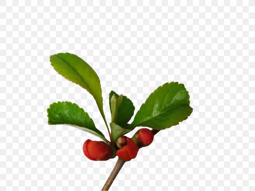 Lingonberry Clip Art, PNG, 1600x1200px, Lingonberry, Berry, Branch, Cherry, Email Download Free