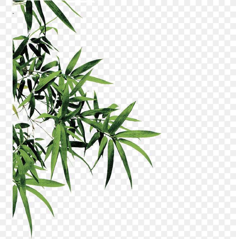 Bamboo Download, PNG, 732x828px, Bamboo, Aspnet Mvc, Branch, Data, Grass Download Free