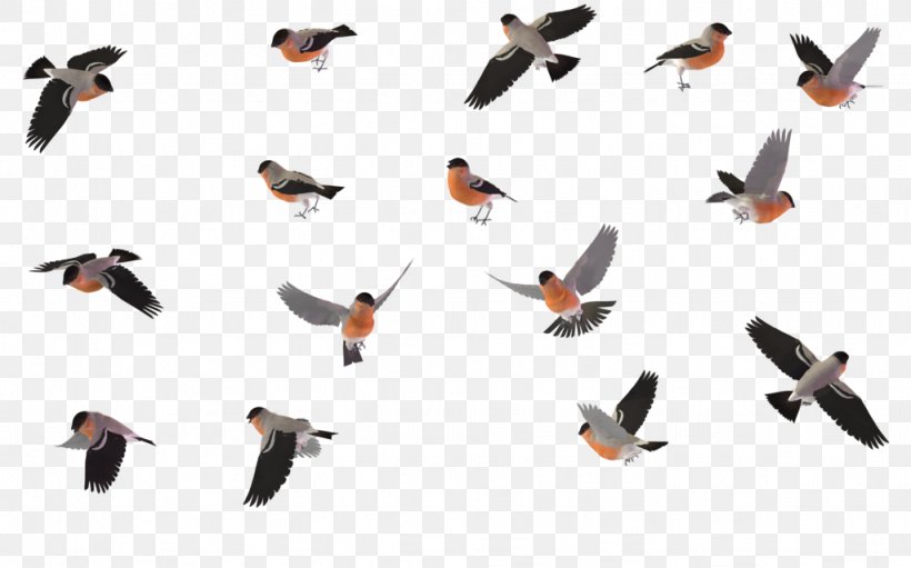 Bird Migration Wren House Sparrow, PNG, 1024x639px, Bird, Beak, Bird Migration, Bullfinch, Ducks Geese And Swans Download Free
