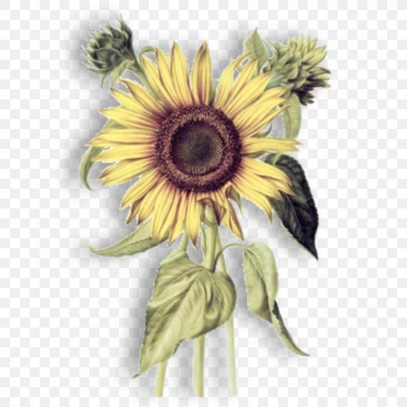 Common Sunflower Botany Botanical Illustration Drawing, PNG, 1500x1500px, Common Sunflower, Art, Botanical Illustration, Botany, Cut Flowers Download Free