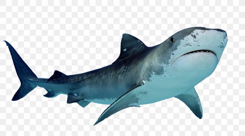 Great White Shark, PNG, 1011x564px, Shark, Carcharhiniformes, Cartilaginous Fish, Fauna, Fin Download Free