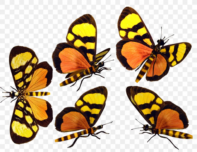Monarch Butterfly Pieridae Gossamer-winged Butterflies Moth Brush-footed Butterflies, PNG, 1191x920px, Monarch Butterfly, Arthropod, Brush Footed Butterfly, Brushfooted Butterflies, Butterfly Download Free