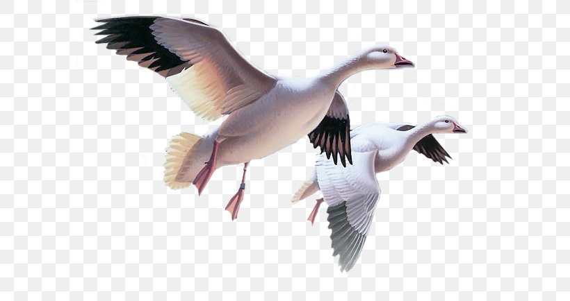 Snow Goose Bird Cygnini, PNG, 600x434px, Goose, Anseriformes, Beak, Bird, Bird Migration Download Free