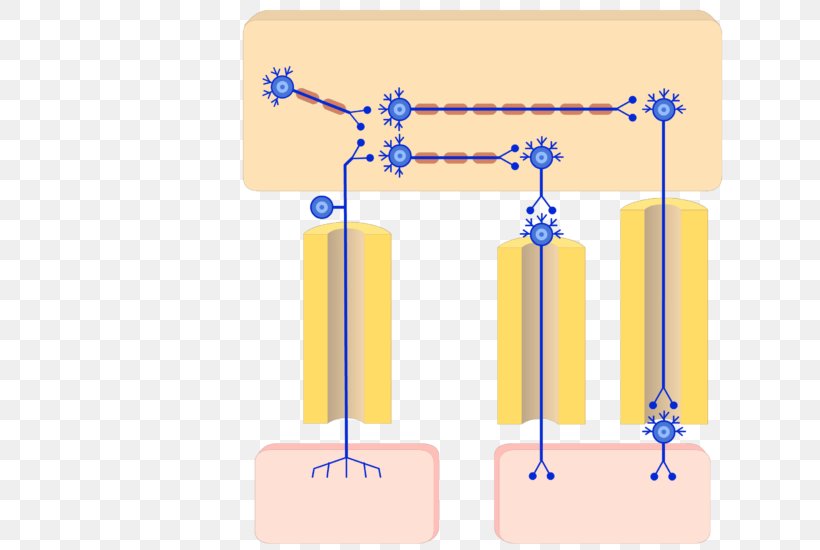 Autonomic Nervous System Peripheral Nervous System Parasympathetic Nervous System Somatic Nervous System, PNG, 689x550px, Nervous System, Action Potential, Autonomic Nervous System, Central Nervous System, Diagram Download Free