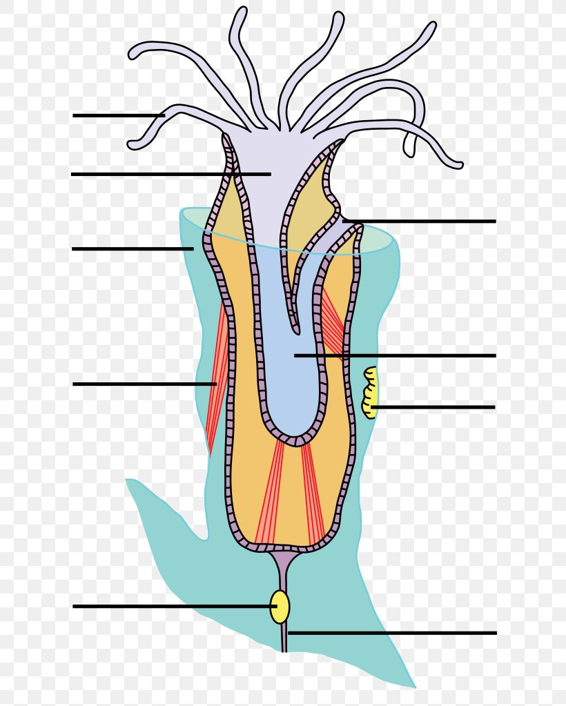 Bryozoa Lophophore Anatomy Organism Biology, PNG, 621x1023px, Watercolor, Cartoon, Flower, Frame, Heart Download Free