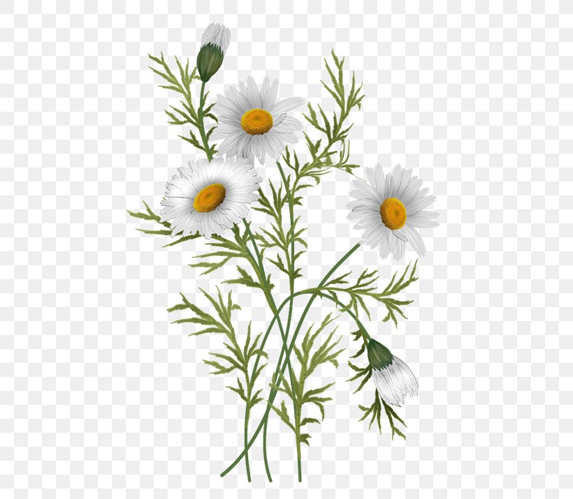 Common Daisy Oxeye Daisy Chrysanthemum Flower Daisy Family, PNG, 491x715px, Common Daisy, Aster, Botany, Chamaemelum Nobile, Chrysanthemum Download Free