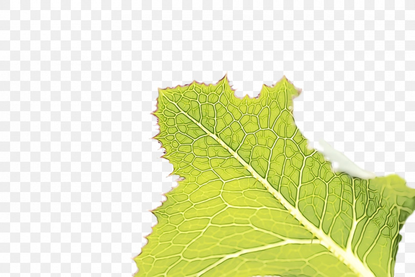 Leaf M-tree Tree Science Plants, PNG, 1920x1284px, Watercolor, Biology, Leaf, Mtree, Paint Download Free