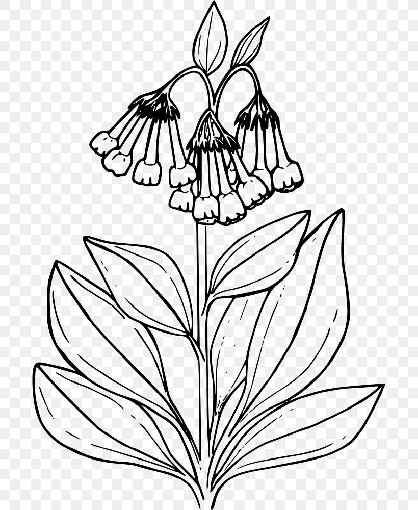 Coloring Book Common Bluebell Drawing Clip Art, PNG, 693x1000px, Color, Artwork, Black And White, Branch, Coloring Book Download Free