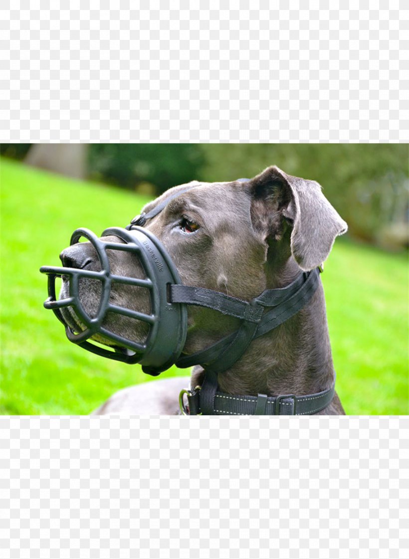 Dog Breed Cane Corso Dog Collar Snout, PNG, 910x1245px, Dog Breed, Breed, Cane Corso, Collar, Dog Download Free