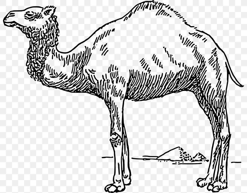 Dromedary Bactrian Camel Clip Art, PNG, 800x643px, Dromedary, Animal Figure, Arabian Camel, Bactrian Camel, Beak Download Free