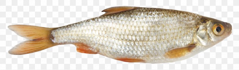 Fish As Food Common Roach Seafood Vobla, PNG, 1700x500px, Common Roach, Animal Figure, Animal Source Foods, Blicca Bjoerkna, Common Bream Download Free