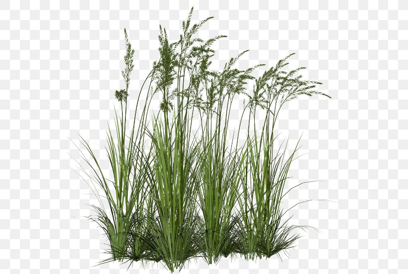 Grasses Aquatic Plants Clip Art, PNG, 549x550px, Grasses, Aquatic Plants, Cattail, Chrysopogon Zizanioides, Commodity Download Free
