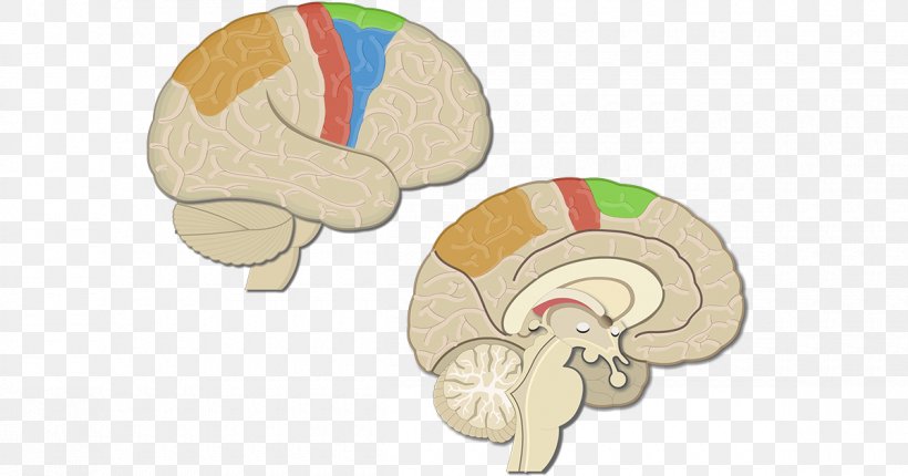 Brain Primary Motor Cortex Premotor Cortex Posterior Parietal Cortex, PNG, 1200x630px, Watercolor, Cartoon, Flower, Frame, Heart Download Free