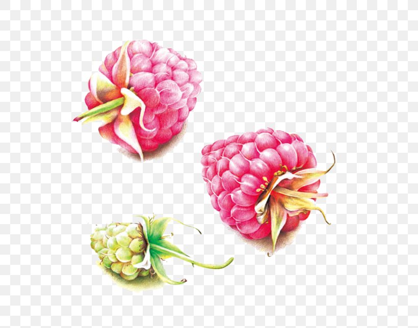 Colored Pencil Auglis Raspberry, PNG, 580x644px, Colored Pencil, Artificial Flower, Auglis, Baidu, Cut Flowers Download Free
