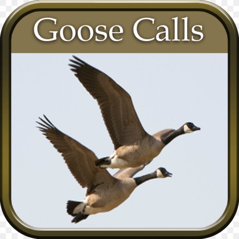 Duck Goose Waterfowl Hunting Outfitter, PNG, 1024x1024px, Duck, Beak, Bird, Canada Goose, Canvasback Download Free