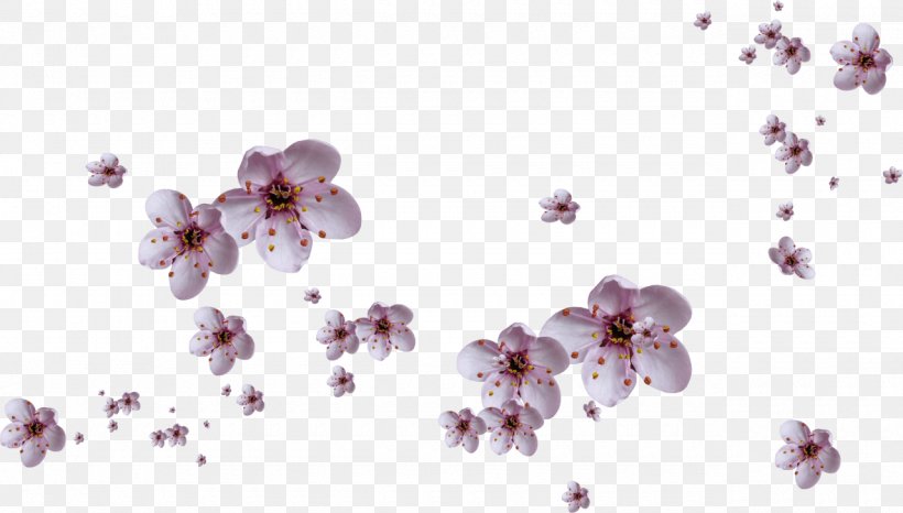 Flower Petal, PNG, 1280x728px, Flower, Adobe Flash, Blossom, Branch, Cherry Blossom Download Free