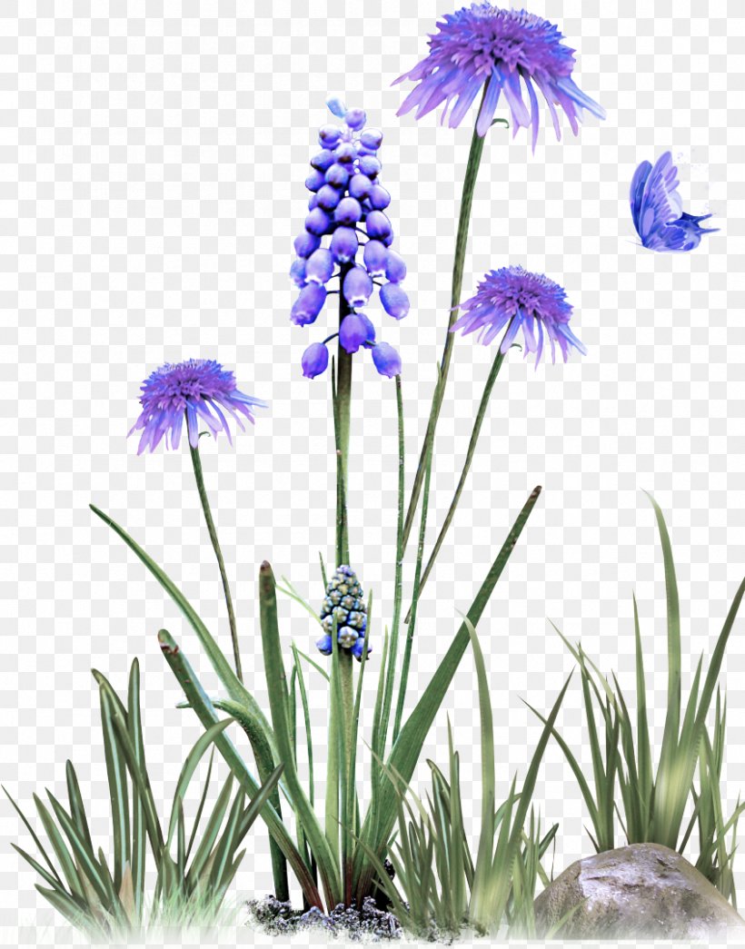 Flower Plant Grass Family Grass Herbaceous Plant, PNG, 847x1080px, Flower, Bellflower Family, Grass, Grass Family, Herbaceous Plant Download Free