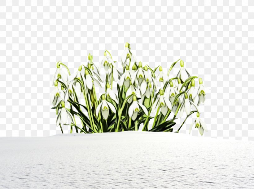 Plant Grass Flower Snowdrop Grass Family, PNG, 960x713px, Watercolor, Flower, Flowering Plant, Galanthus, Grass Download Free