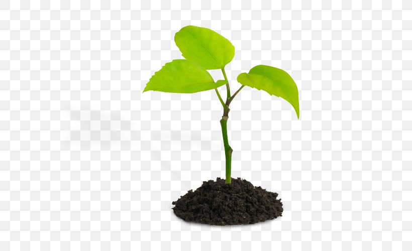 Plants Seedling Stock Photography Plant Stem Sky Plant, PNG, 800x500px, Plants, Botany, Bud, Flower, Flowering Plant Download Free