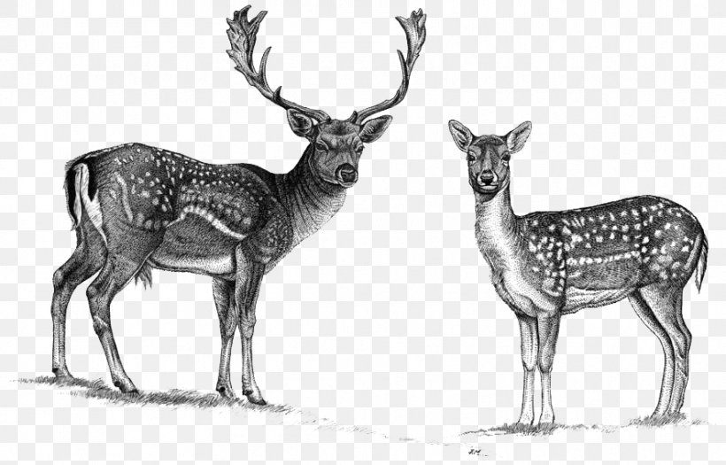 Reindeer Elk White-tailed Deer Roe Deer Red Deer, PNG, 886x568px, Reindeer, Antler, Black And White, Caza A Rececho, Cervus Download Free