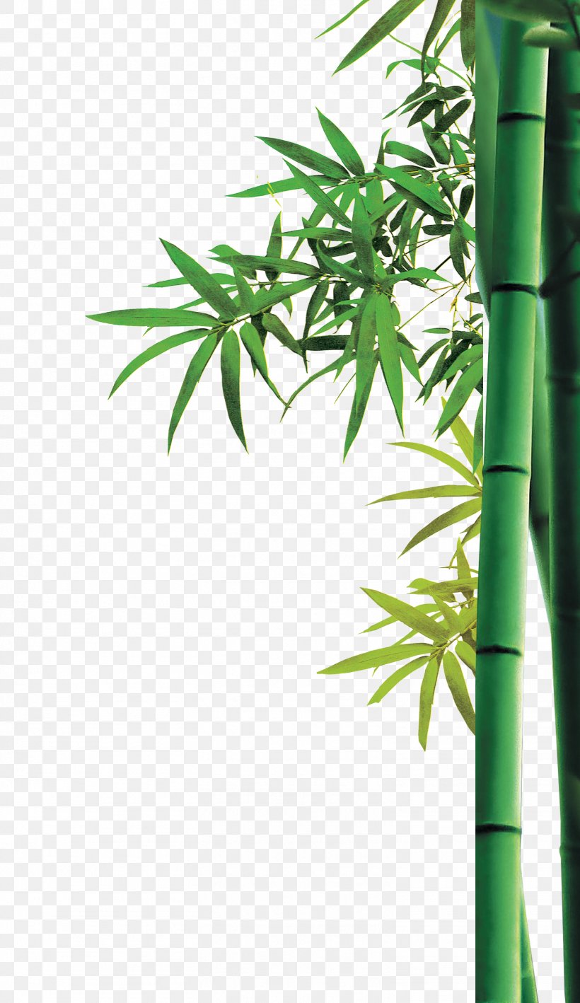 Bamboo Bambusa Oldhamii Green, PNG, 1508x2608px, Bamboo, Advertising, Bamboe, Bambusa Oldhamii, Flowerpot Download Free