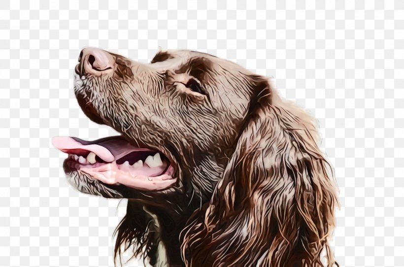 Dog Dog Breed Cocker Spaniel Spaniel Boykin Spaniel, PNG, 2000x1324px, Watercolor, Boykin Spaniel, Cocker Spaniel, Dog, Dog Breed Download Free