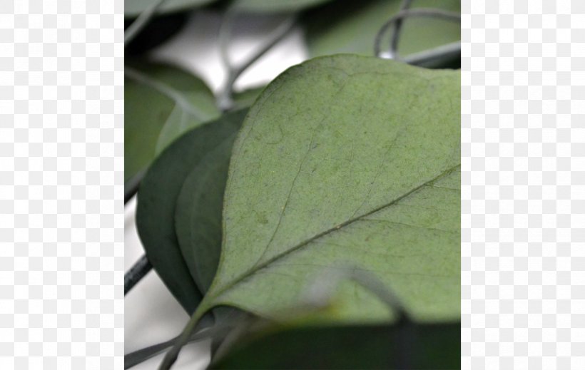 Leaf, PNG, 863x547px, Leaf, Plant Download Free