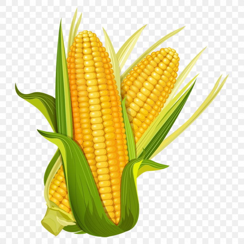Maize Ear Corncob Popcorn, PNG, 1000x1000px, Maize, Can Stock Photo, Commodity, Corn Kernel, Corn Kernels Download Free