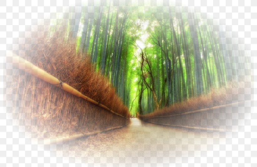 Arashiyama Bamboo Forest Arashiyama Bamboo Forest Iwatayama Monkey Park Tropical Woody Bamboos, PNG, 800x532px, Arashiyama, Bamboo Forest, Close Up, Grass, Grass Family Download Free