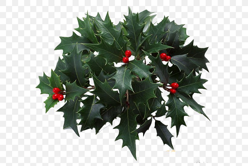 Christmas, PNG, 630x550px, Holly, Aquifoliaceae, Aquifoliales, Christmas, Christmas Decoration Download Free