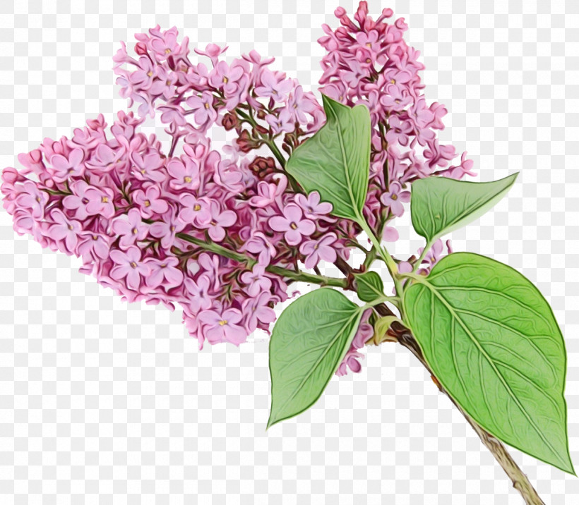Flower Lilac Plant Lilac Tree, PNG, 1200x1048px, Watercolor, Buddleia, Cut Flowers, Flower, Lilac Download Free