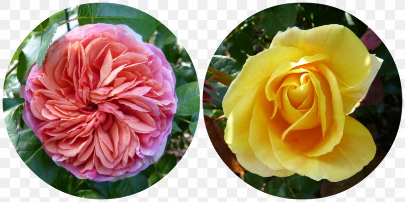 Garden Roses Cabbage Rose Floristry Cut Flowers Petal, PNG, 1600x800px, Garden Roses, Cabbage Rose, Cut Flowers, Floristry, Flower Download Free