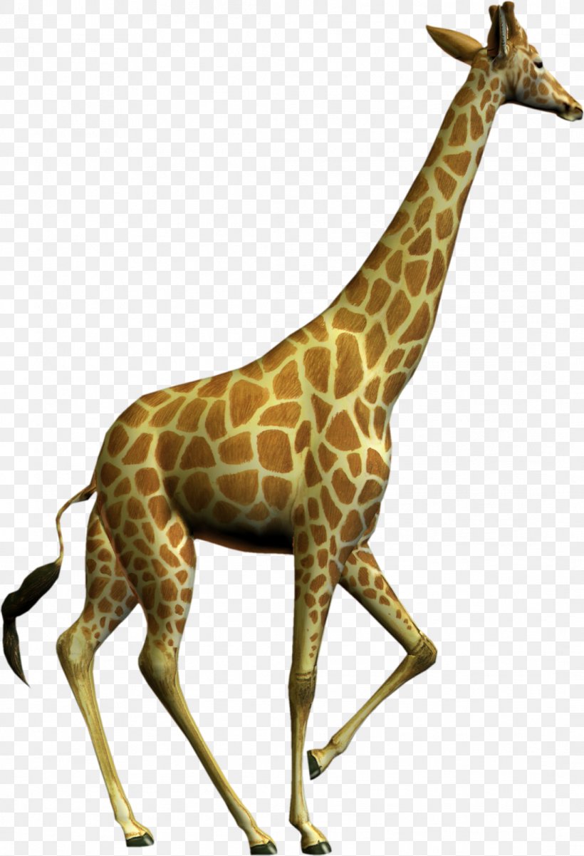 Northern Giraffe Free Content Clip Art, PNG, 1092x1600px, Northern Giraffe, Display Resolution, Fauna, Free Content, Giraffe Download Free