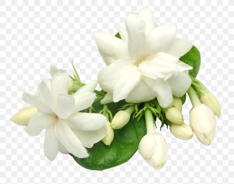 Arabian Jasmine Plant Oil Perfume Candle, PNG, 1300x1020px, Arabian Jasmine, Candle, Cut Flowers, Floral Design, Floristry Download Free