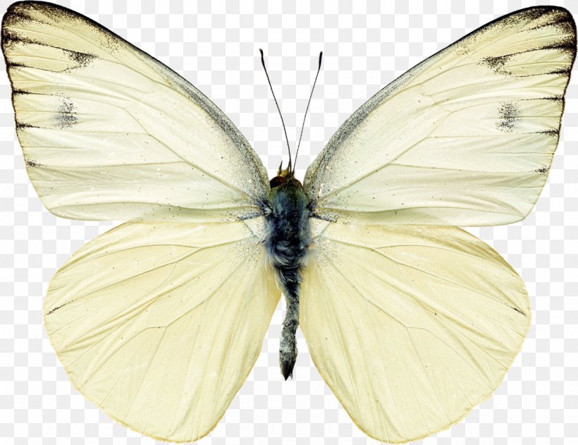 Butterfly Pieris Rapae White Clip Art, PNG, 1185x913px, Butterfly, Arthropod, Bombycidae, Brush Footed Butterfly, Butterflies And Moths Download Free