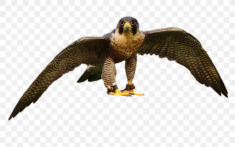 Eagle Bird, PNG, 960x604px, Bird Of Prey, Accipitriformes, Animal, Animal Figure, Bald Eagle Download Free