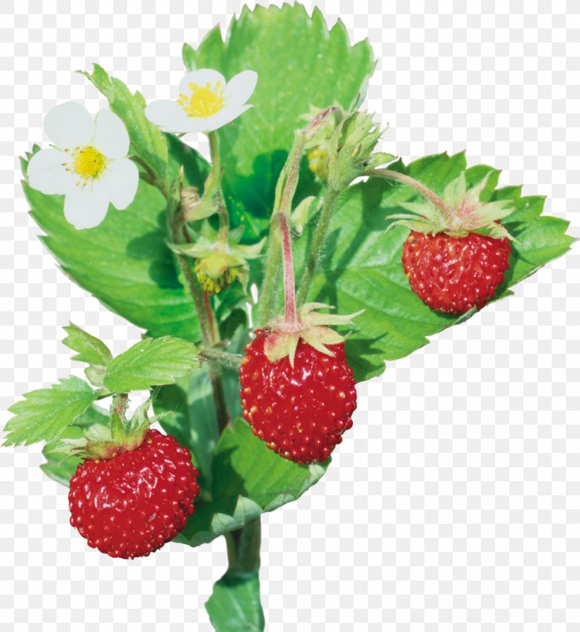 Musk Strawberry Wild Strawberry Flavor, PNG, 991x1080px, Musk Strawberry, Berry, Bilberry, Currant, Flavor Download Free