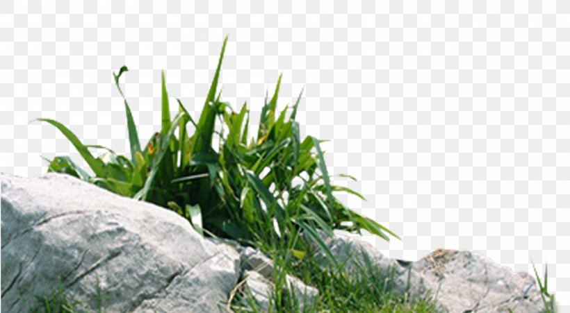 Rock Stone, PNG, 2000x1100px, Rock, Art, Flora, Flowerpot, Grass Download Free