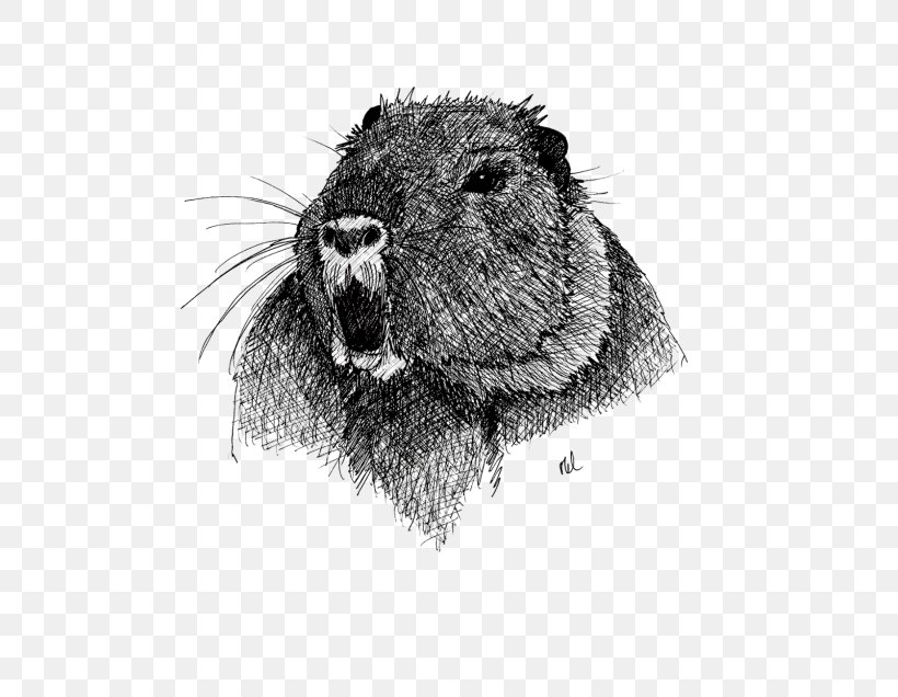 Coypu Beaver Whiskers ADP Analyse Design Planung /m/02csf, PNG, 685x636px, Coypu, Beaver, Black And White, Drawing, Fauna Download Free