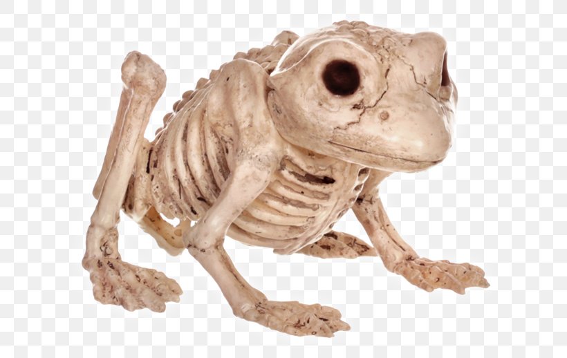 Frog Human Skeleton Bone Vertebral Column, PNG, 650x518px, Frog, African Clawed Frog, Amphibian, Anatomy, Bone Download Free