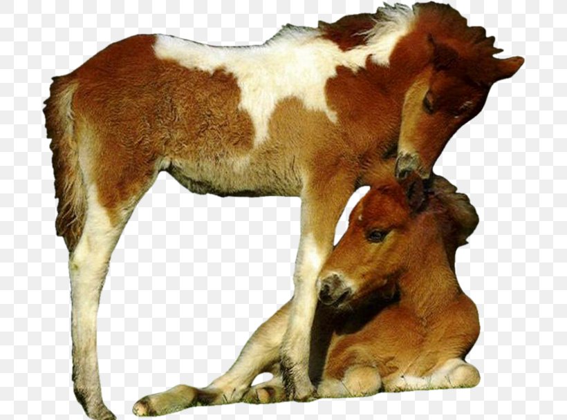 Foal Mustang Pony Donkey Onager, PNG, 700x608px, Foal, Colt, Donkey, Drawing, Equus Download Free