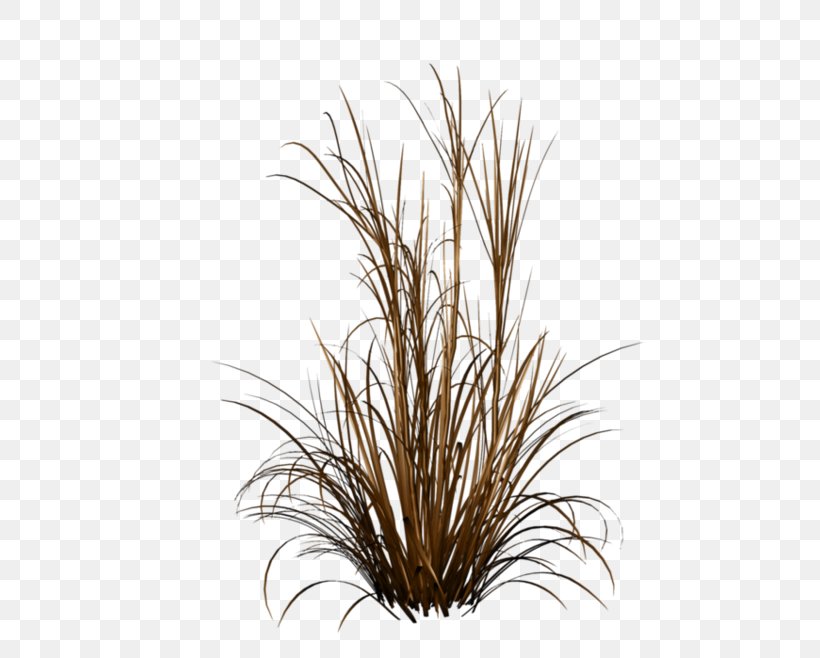 Ornamental Grass Fountain Grass Ornamental Plant, PNG, 600x658px, Ornamental Grass, Branch, Chinese Fountain Grass, Commodity, Fountain Grass Download Free